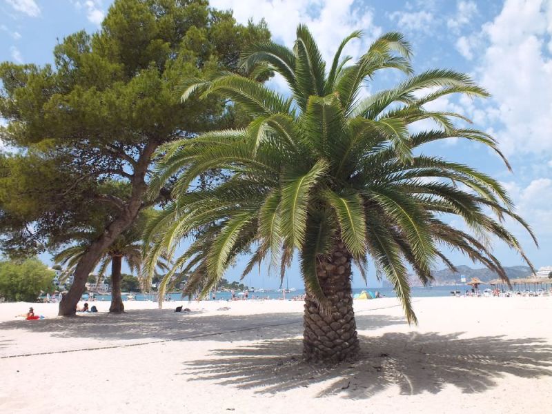 Palme am Strand von Santa Ponsa